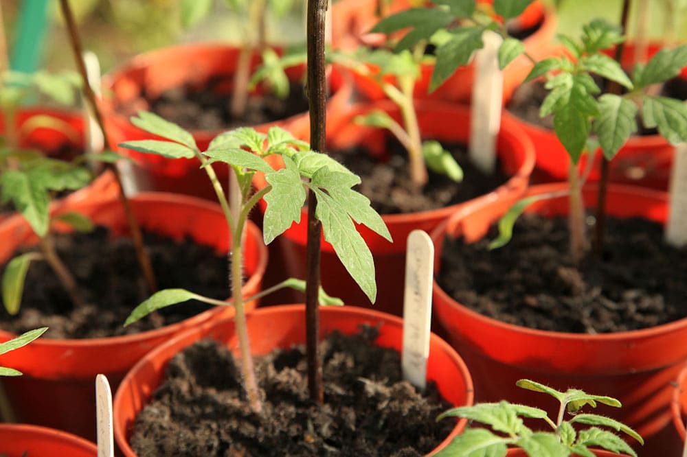 Can You Grow Tomatoes Indoors? Tips, Tricks, and How-To Guide