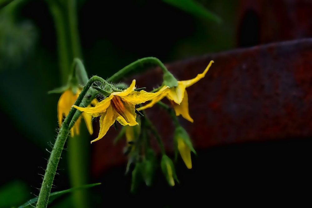 Can You Grow Tomatoes Indoors? Tips, Tricks, and How-To Guide
