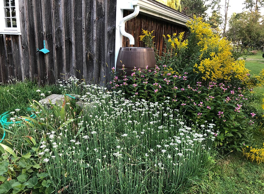 15 Landscape Ideas Where Grass Won’t Grow (With Pictures)