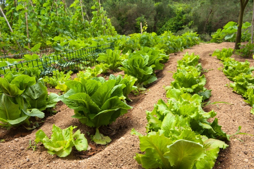 15 Landscape Ideas Where Grass Won’t Grow (With Pictures)