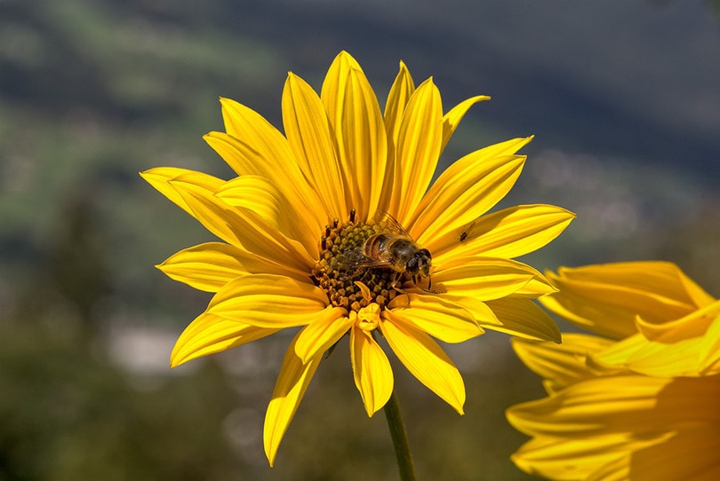 17 Best Flowers to Grow in Georgia (With Pictures)