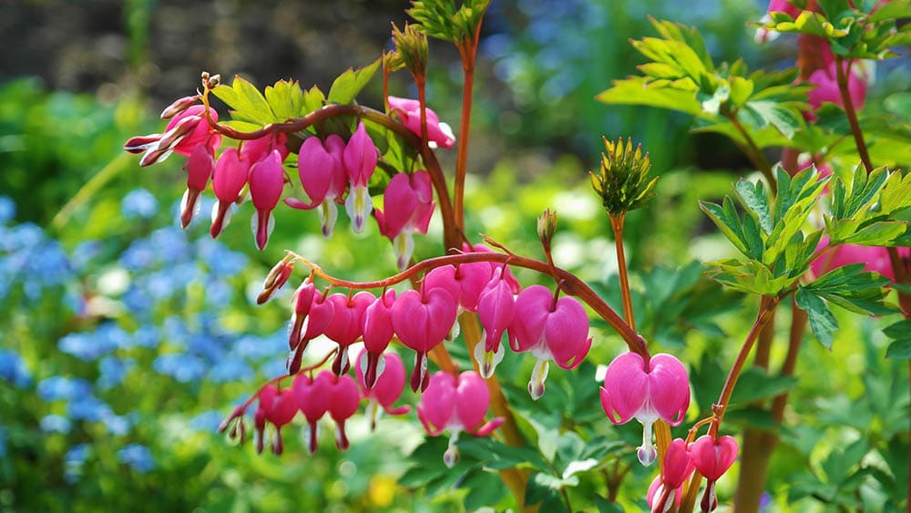 17 Best Flowers to Grow in Georgia (With Pictures)
