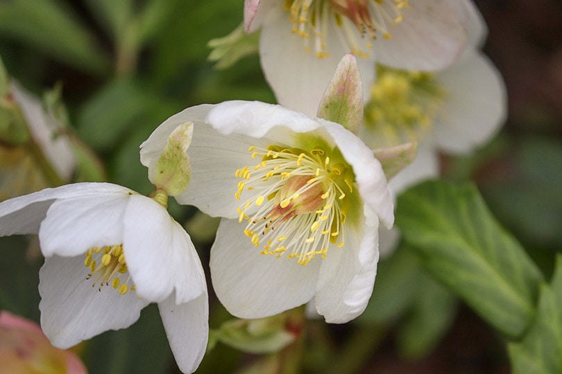 17 Best Flowers to Grow in Georgia (With Pictures)