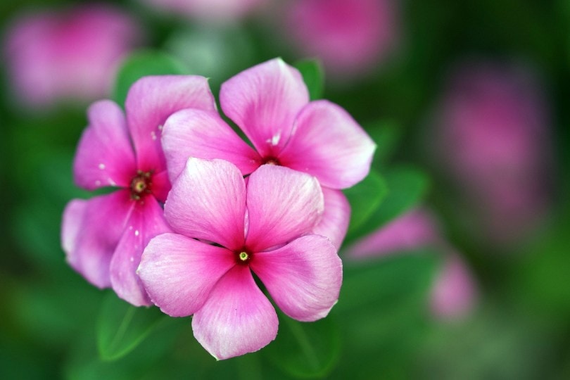 17 Best Flowers to Grow in Georgia (With Pictures)