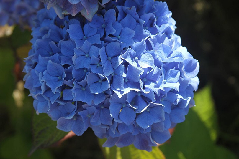 17 Best Flowers to Grow in Georgia (With Pictures)