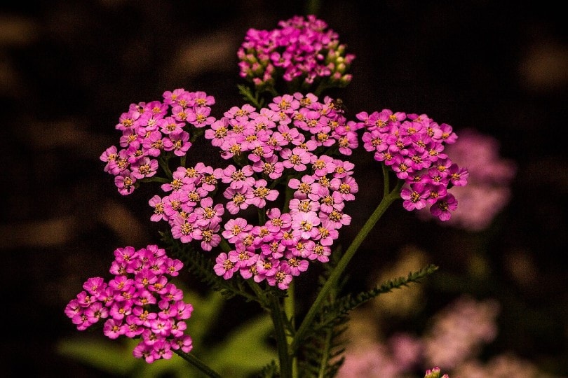 17 Best Flowers to Grow in Georgia (With Pictures)