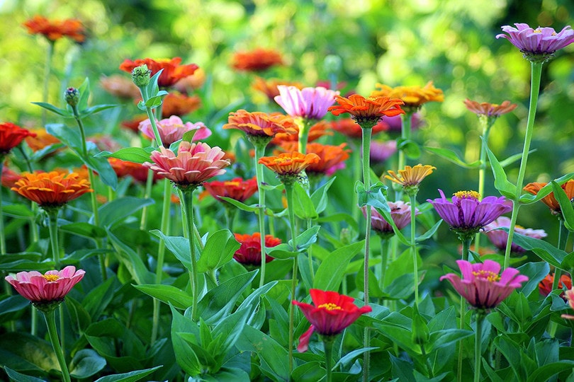 17 Best Flowers to Grow in Georgia (With Pictures)