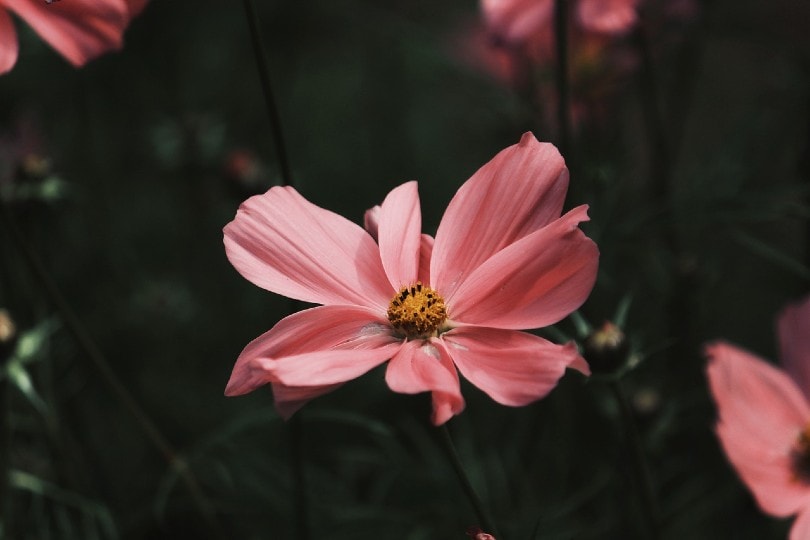 17 Best Flowers to Grow in Georgia (With Pictures)