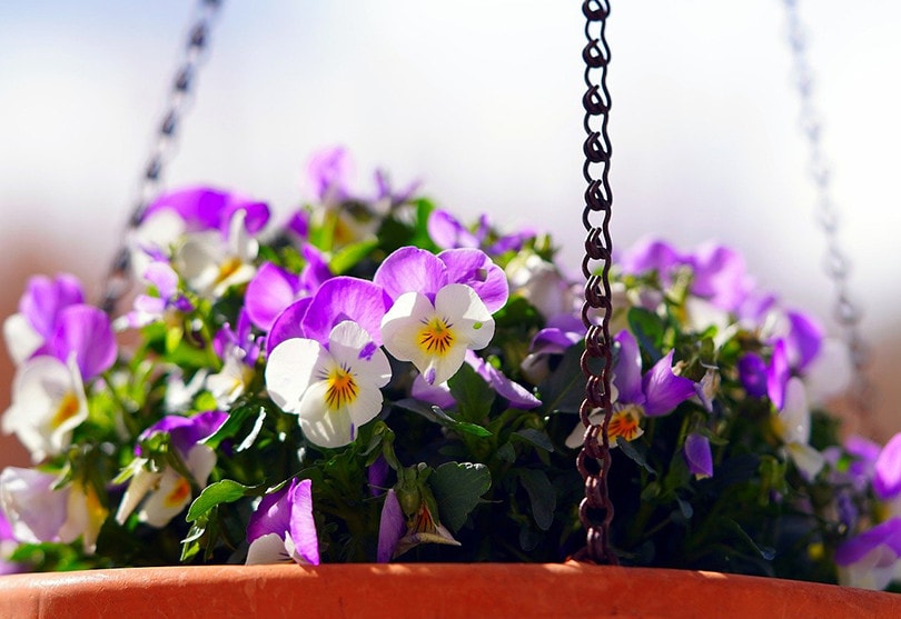 17 Best Flowers to Grow in Georgia (With Pictures)