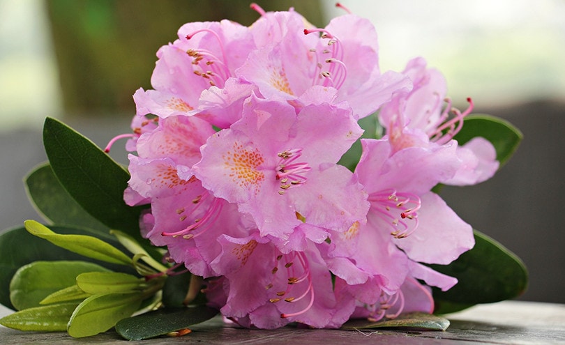 17 Best Flowers to Grow in Georgia (With Pictures)