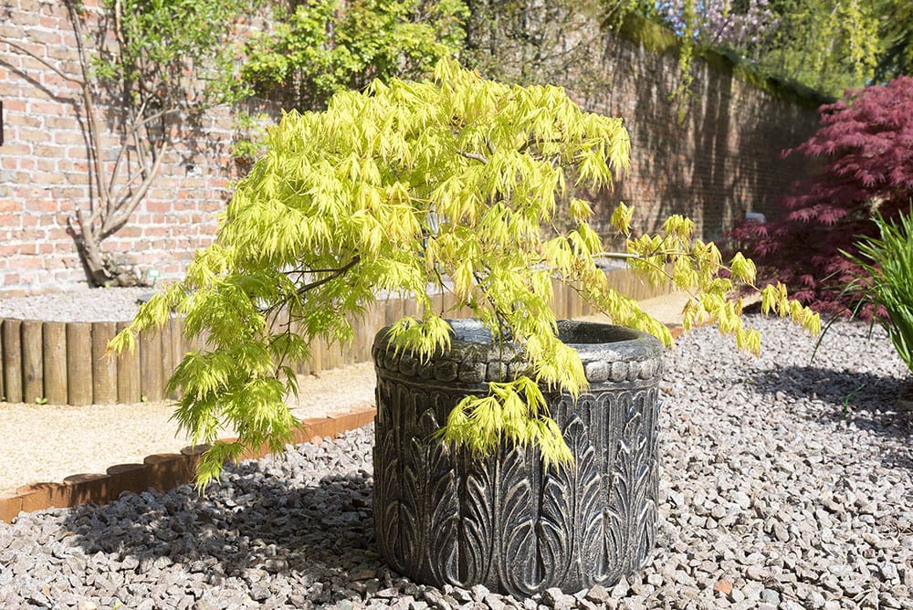 10 Best Trees to Grow in Pots (With Pictures)