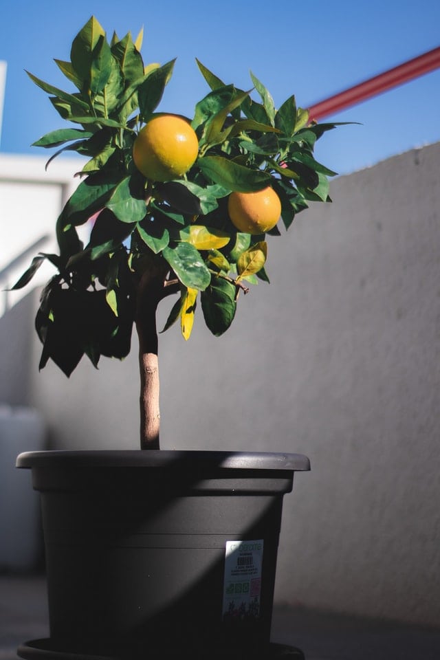 10 Best Trees to Grow in Pots (With Pictures)
