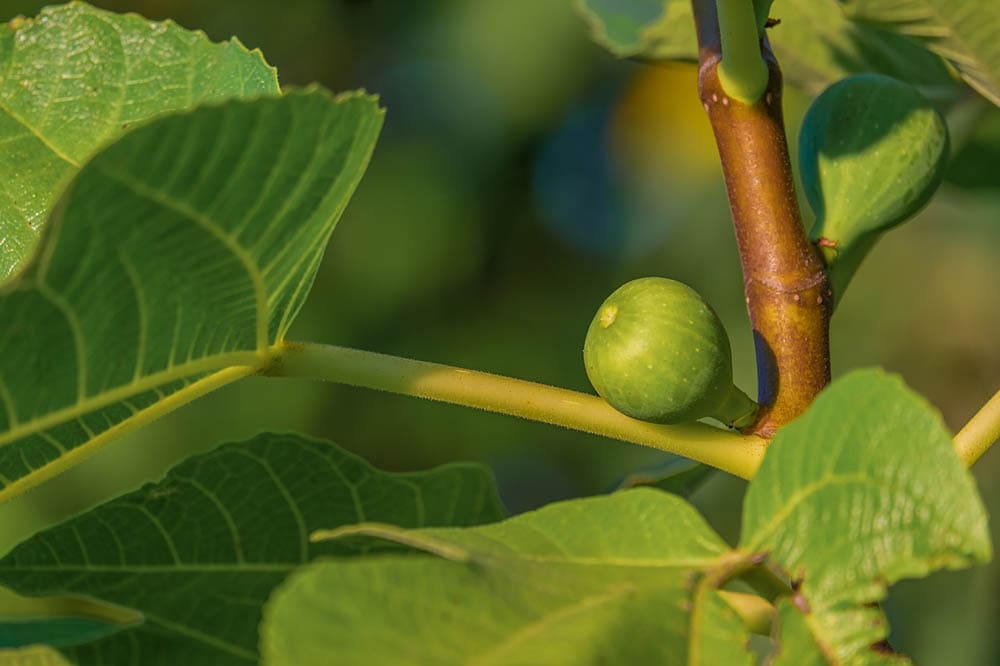 10 Best Trees to Grow in Pots (With Pictures)
