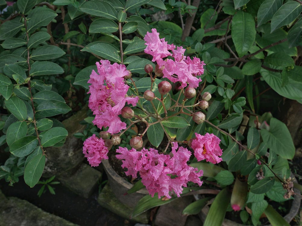 10 Best Trees to Grow in Pots (With Pictures)