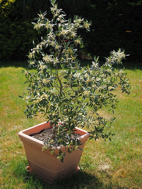 10 Best Trees to Grow in Pots (With Pictures)