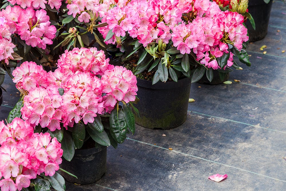 10 Best Trees to Grow in Pots (With Pictures)