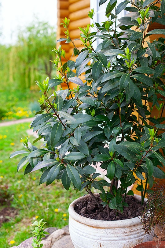 10 Best Trees to Grow in Pots (With Pictures)
