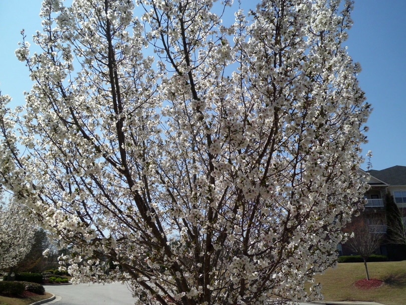10 Best Trees to Grow in Pots (With Pictures)