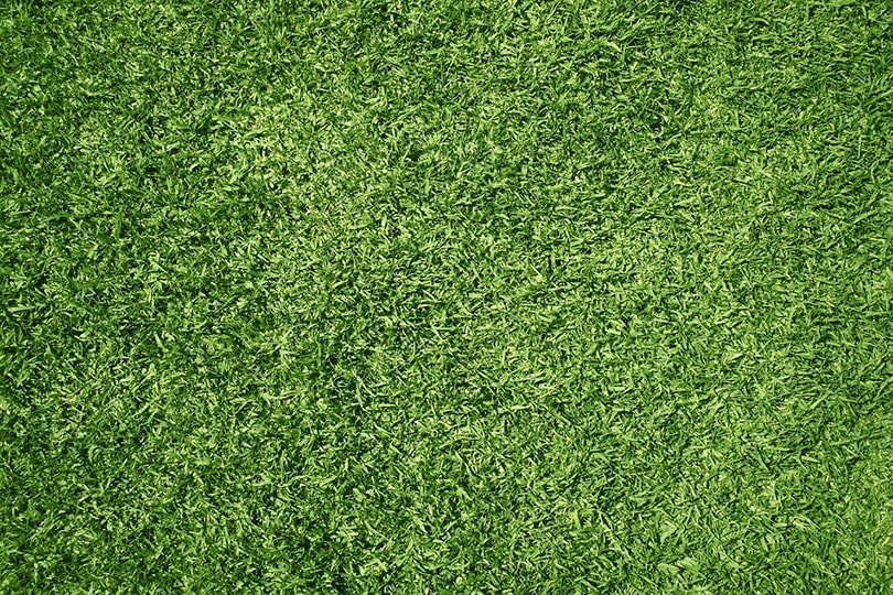 8 Best Artificial Grass Cleaner for Dog Urine in 2022 – Reviews & Top Picks
