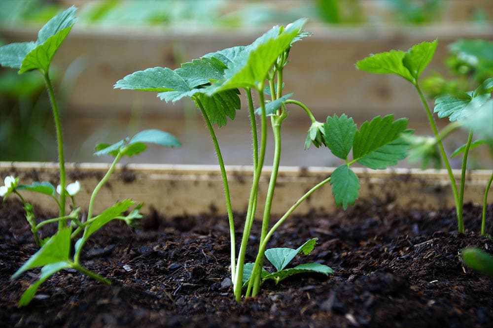 Can You Grow Strawberries Indoors? Tips, Tricks, and How-To Guide