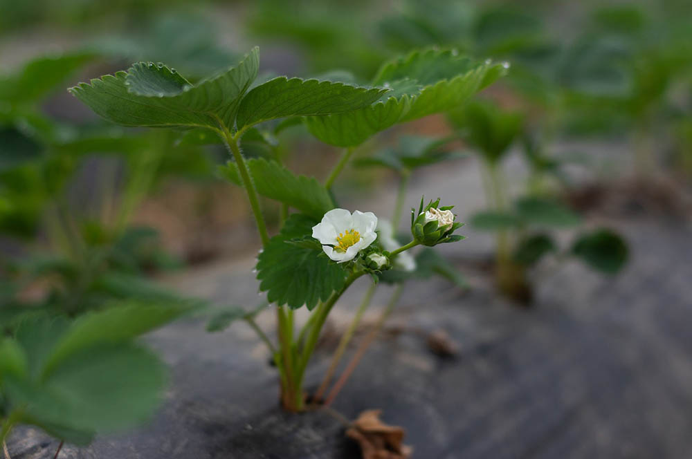 Can You Grow Strawberries Indoors? Tips, Tricks, and How-To Guide