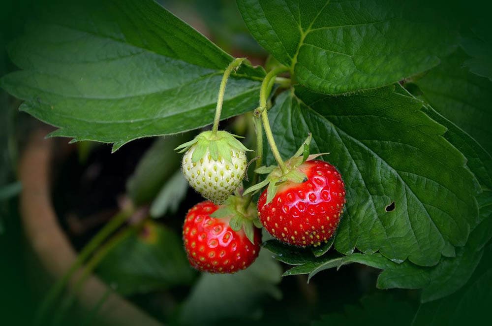 Can You Grow Strawberries Indoors? Tips, Tricks, and How-To Guide