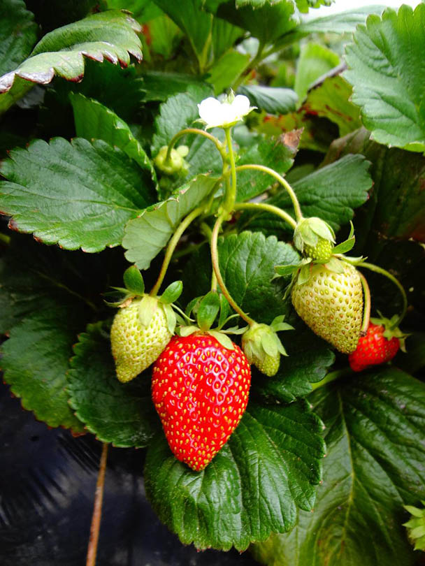 Can You Grow Strawberries Indoors? Tips, Tricks, and How-To Guide
