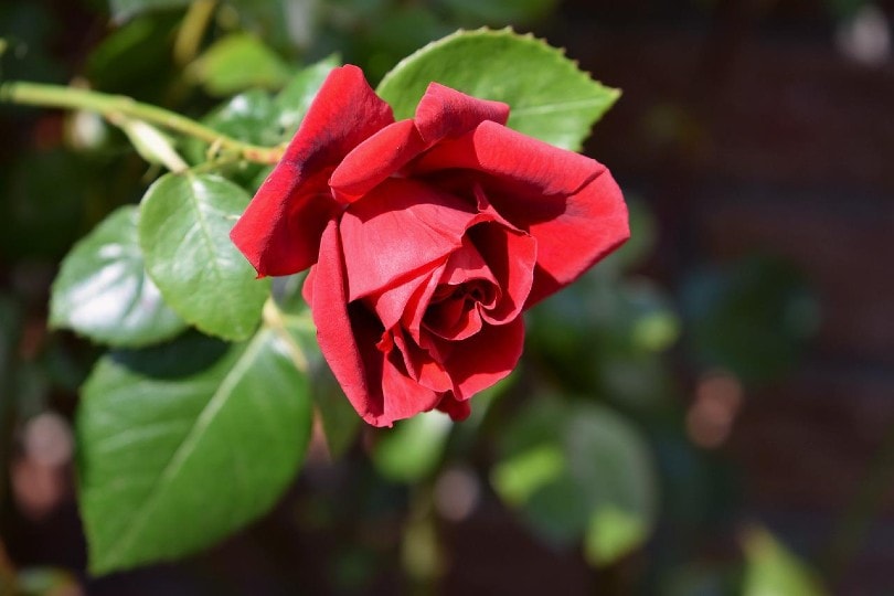 Can you Grow Roses Indoors? Tips, Tricks, and How-to Guide