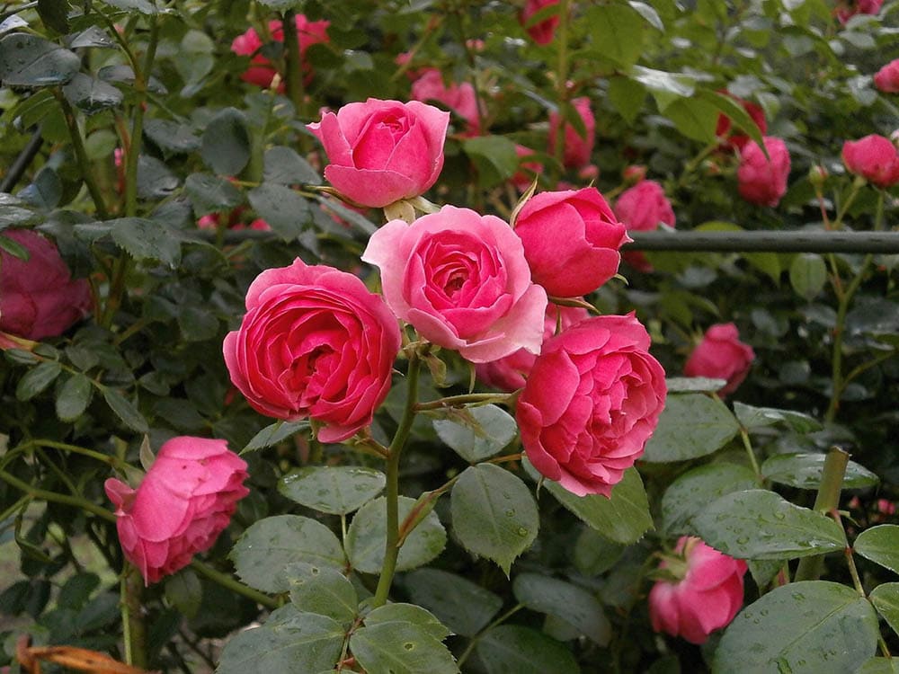 Can you Grow Roses Indoors? Tips, Tricks, and How-to Guide