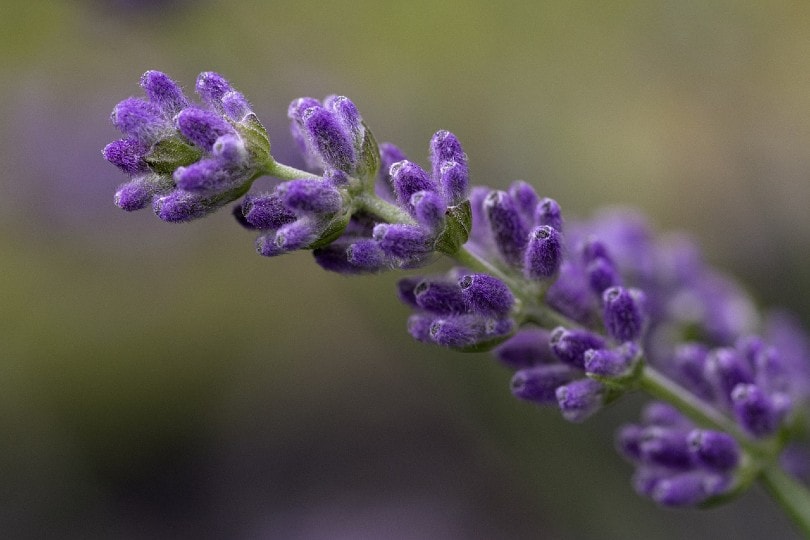 Can You Grow Lavender Indoors? Tips, Tricks, and How to Guide