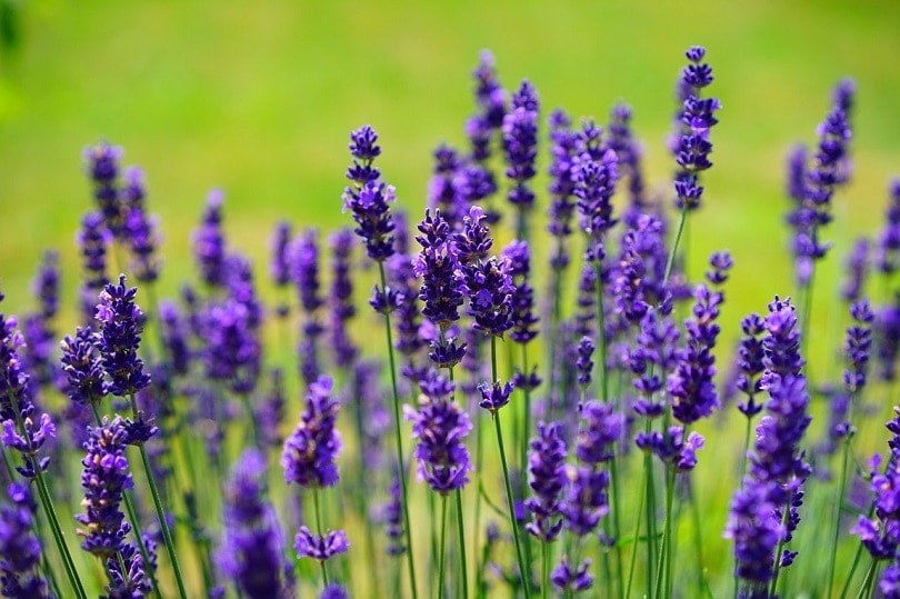 Can You Grow Lavender Indoors? Tips, Tricks, and How to Guide