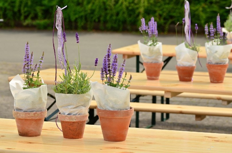 Can You Grow Lavender Indoors? Tips, Tricks, and How to Guide
