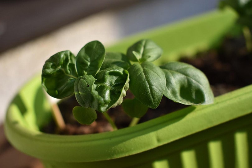 Can Basil Grow Indoors? Tips, Tricks, and How-To Guide For Growing