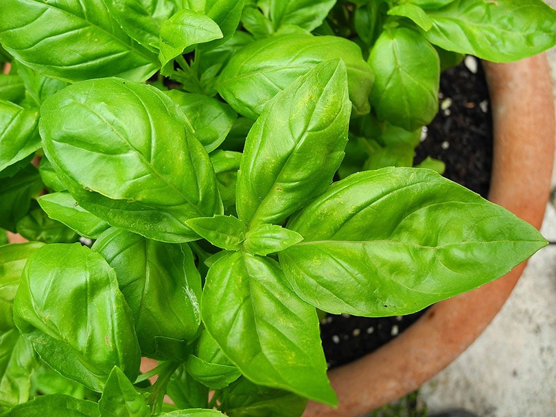Can Basil Grow Indoors? Tips, Tricks, and How-To Guide For Growing