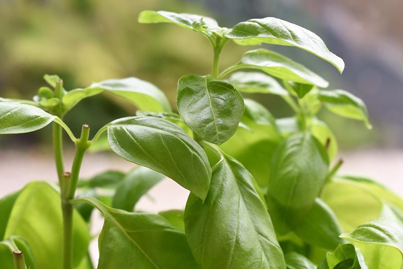 Can Basil Grow Indoors? Tips, Tricks, and How-To Guide For Growing