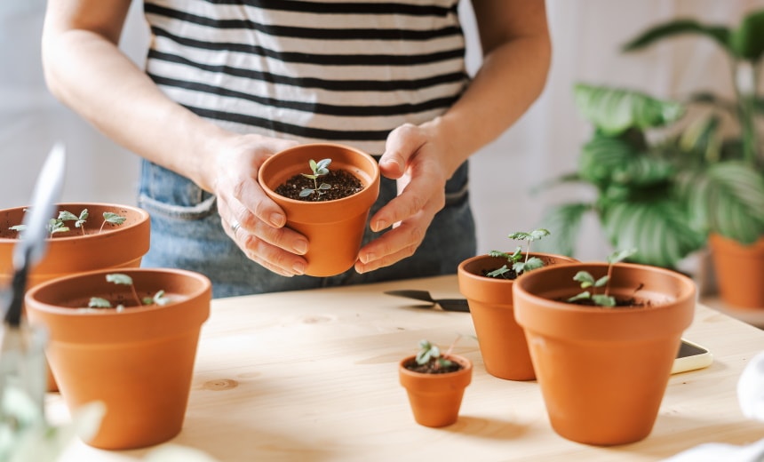 Can You Grow Eucalyptus Indoors? Tips, Tricks, and How-To Guide