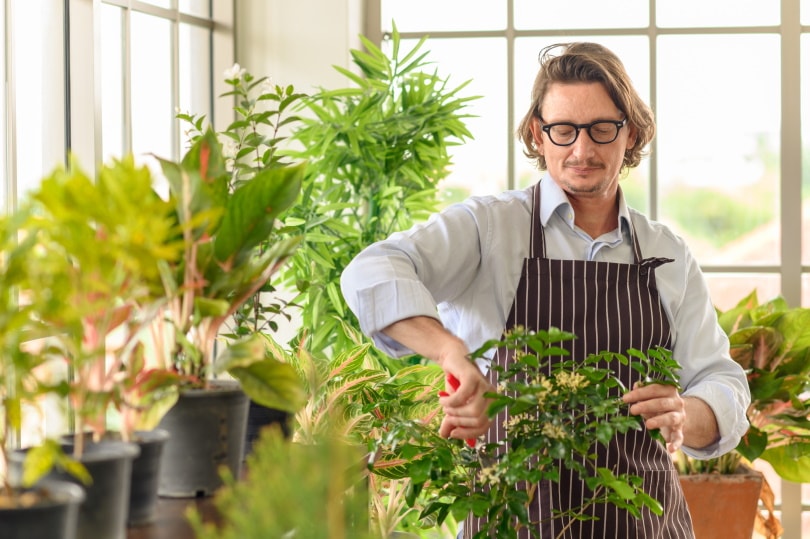 Can You Grow Eucalyptus Indoors? Tips, Tricks, and How-To Guide