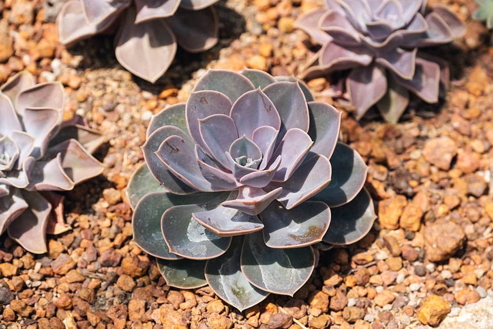 40 Types of Purple Succulents (With Pictures)