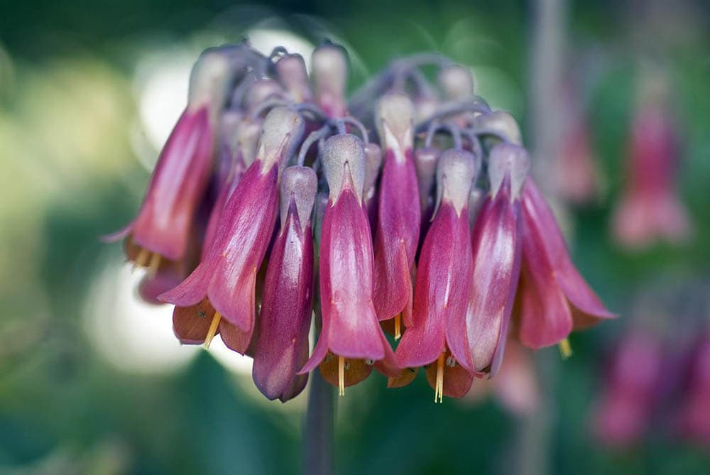 40 Types of Purple Succulents (With Pictures)