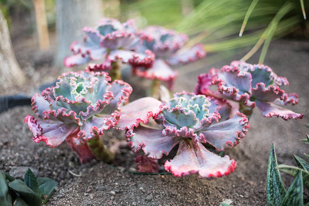 40 Types of Purple Succulents (With Pictures)