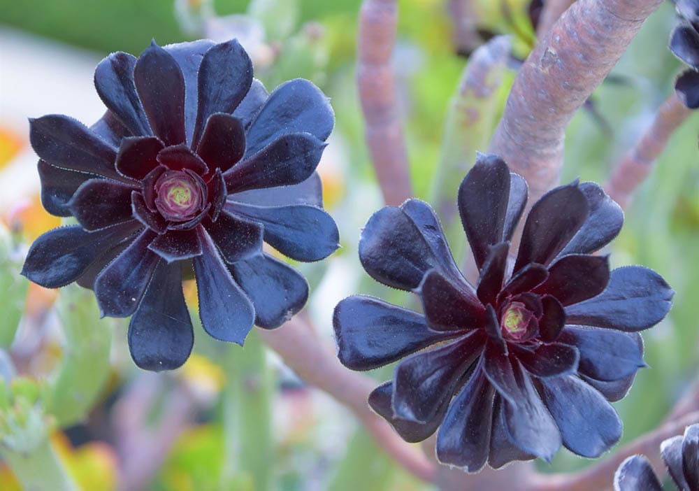 40 Types of Purple Succulents (With Pictures)