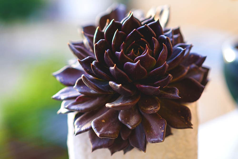 40 Types of Purple Succulents (With Pictures)