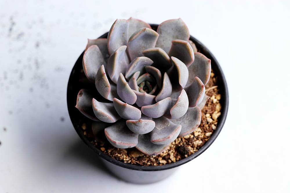 40 Types of Purple Succulents (With Pictures)