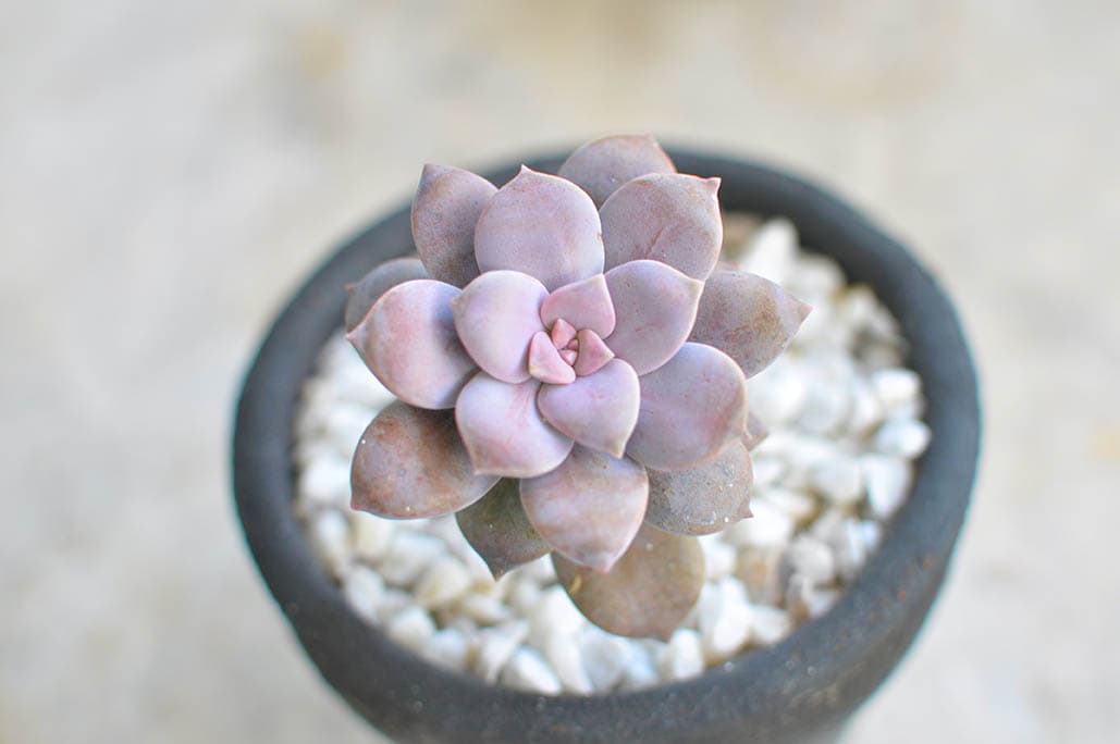 40 Types of Purple Succulents (With Pictures)