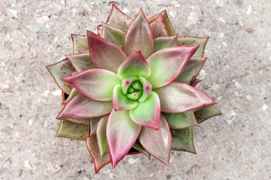 40 Types of Purple Succulents (With Pictures)