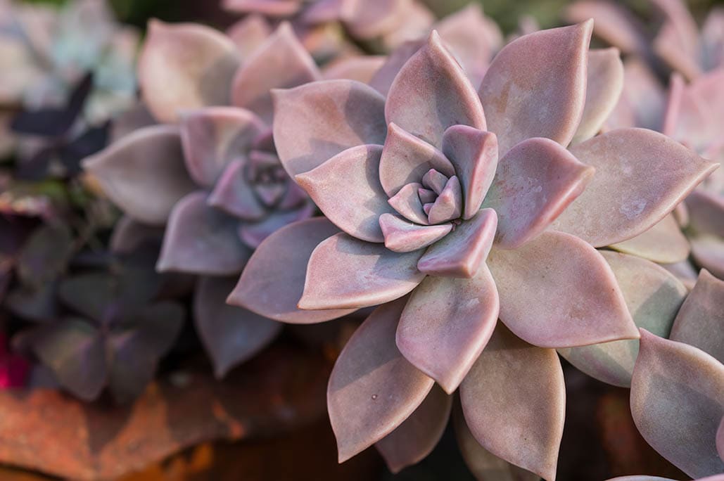 40 Types of Purple Succulents (With Pictures)