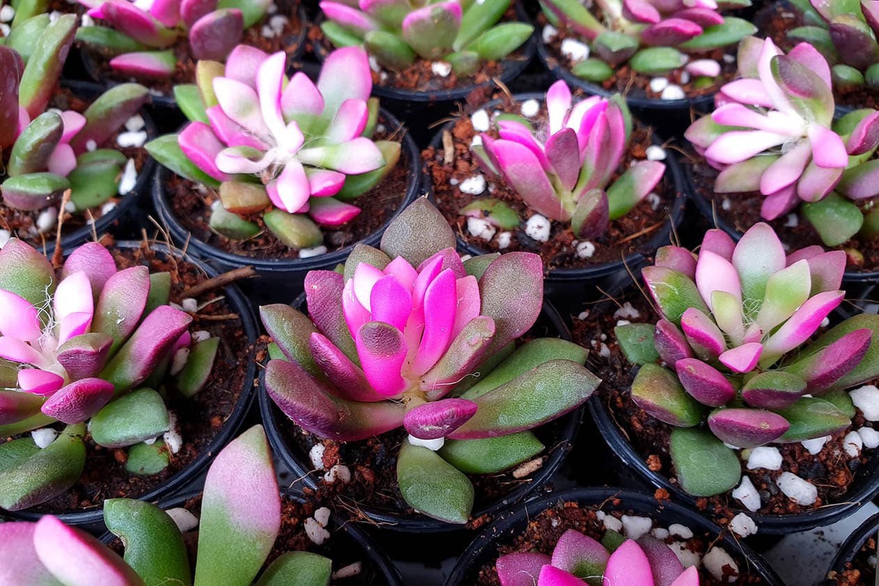 40 Types of Purple Succulents (With Pictures)
