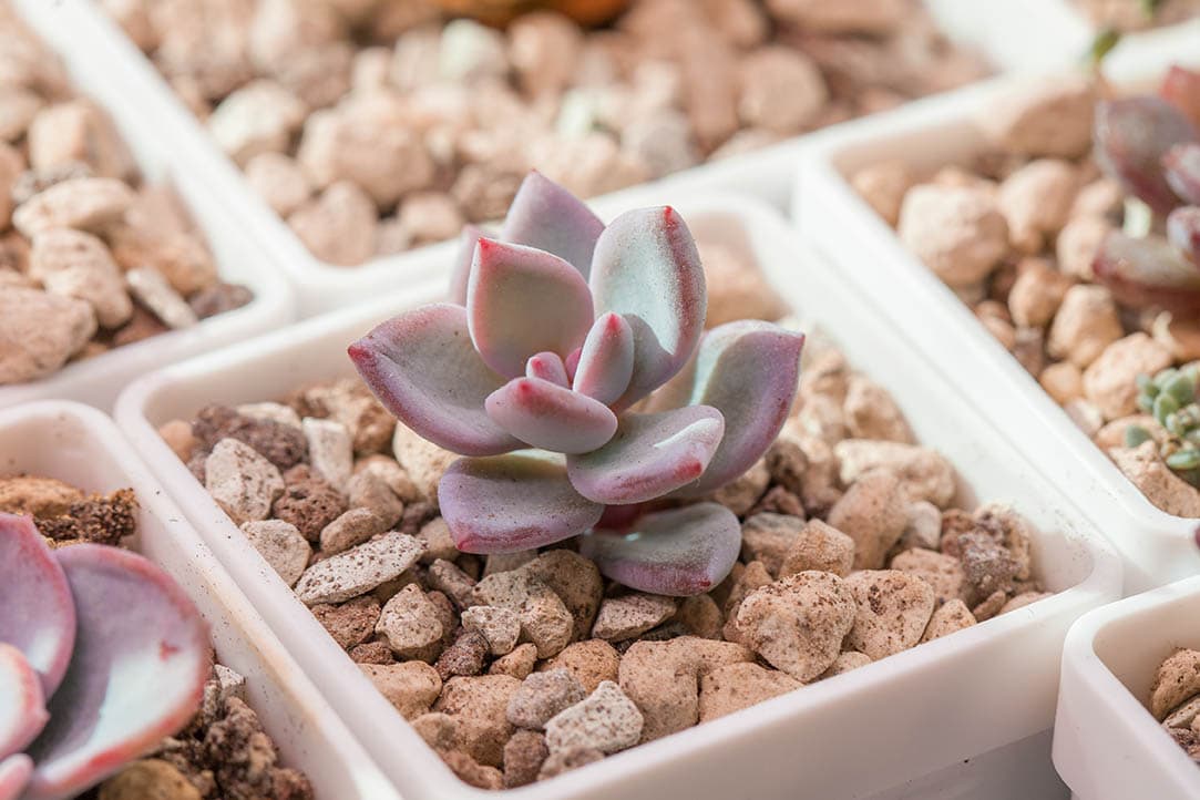 40 Types of Purple Succulents (With Pictures)
