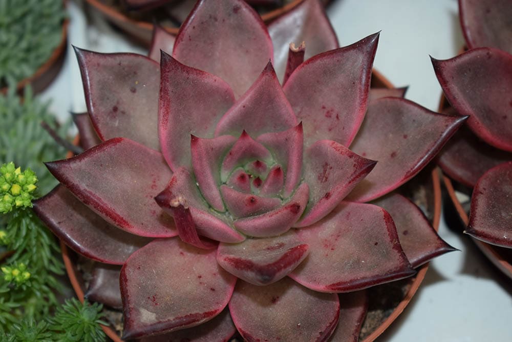 40 Types of Purple Succulents (With Pictures)