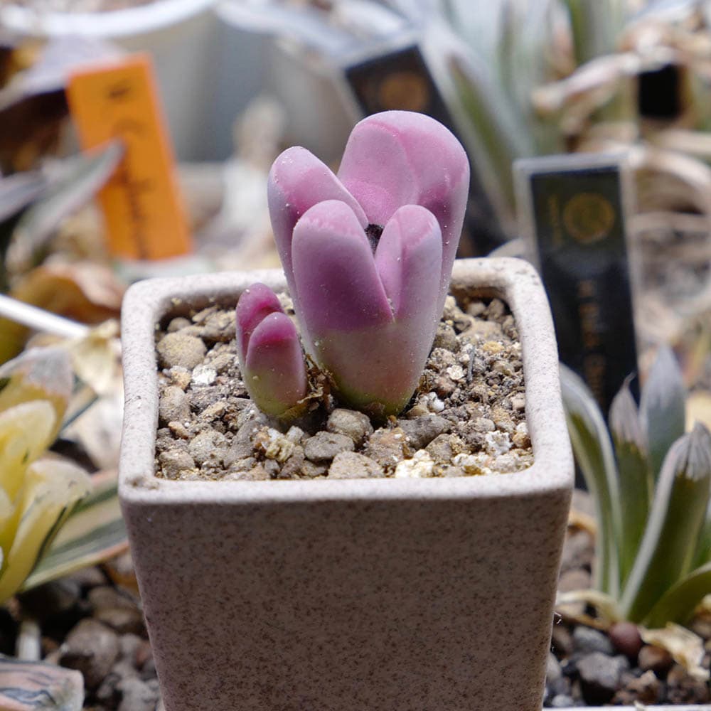 40 Types of Purple Succulents (With Pictures)